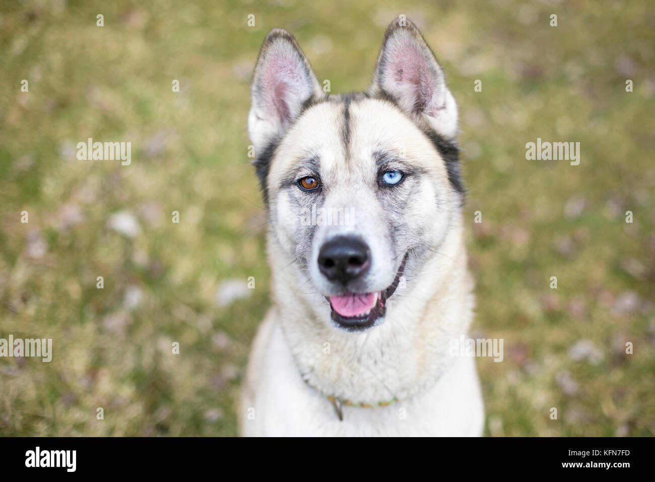 A Husky mixed breed dog with heterochromia, one blue eye and one brown
