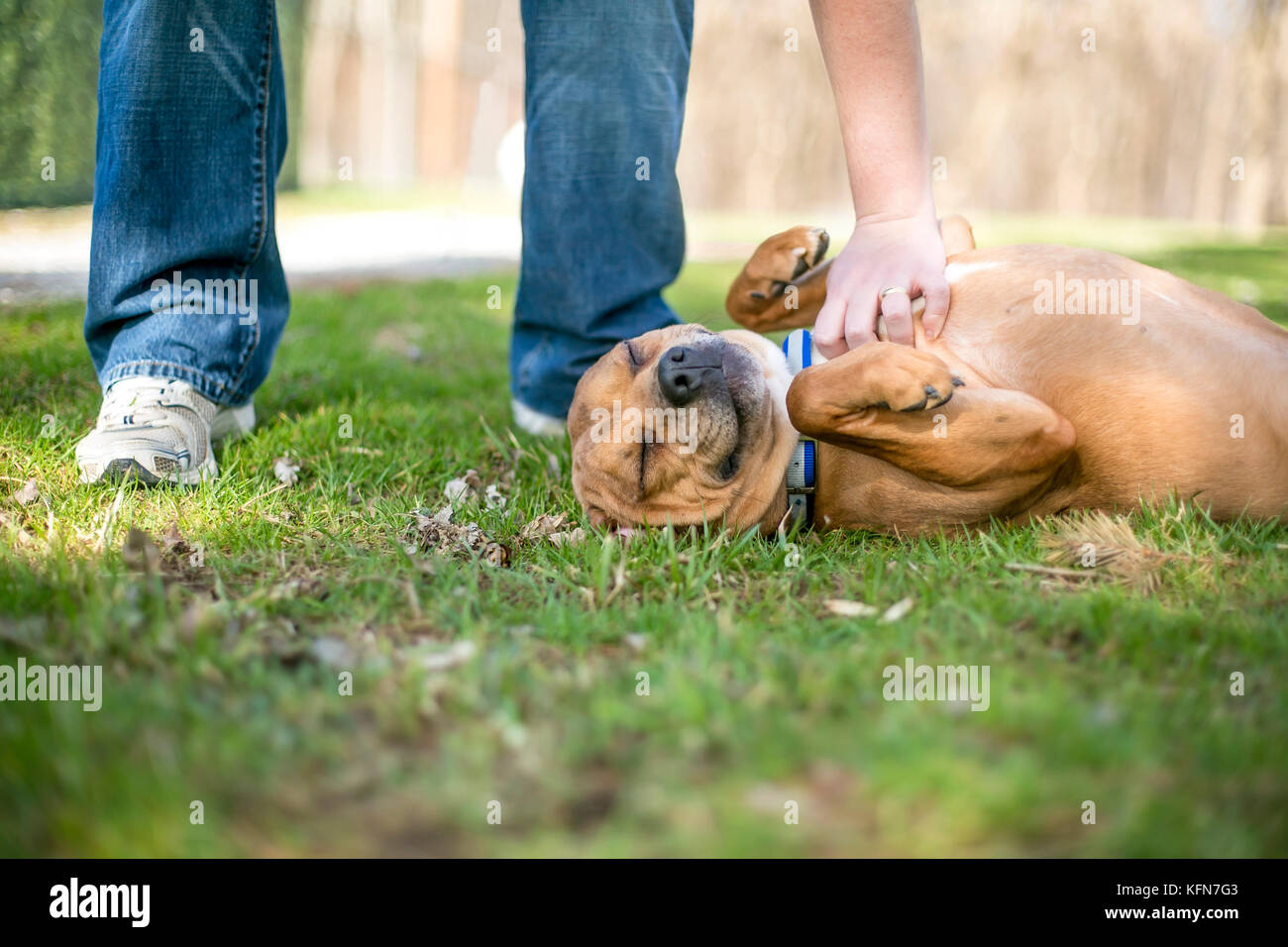 A mixed breed dog lying in the grass and receiving a belly rub Stock Photo