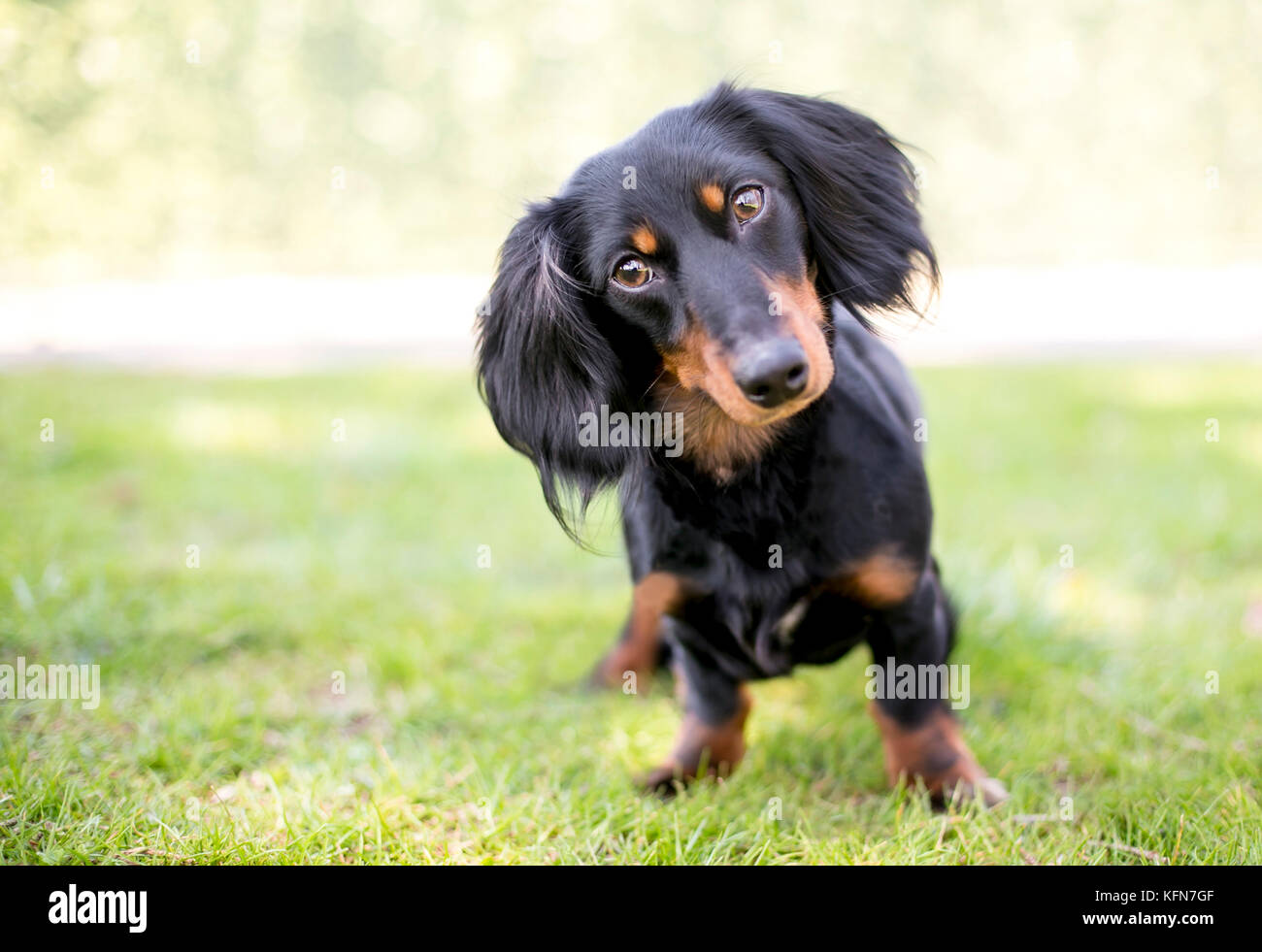 A Dachshund dog listening with a head tilt Stock Photo