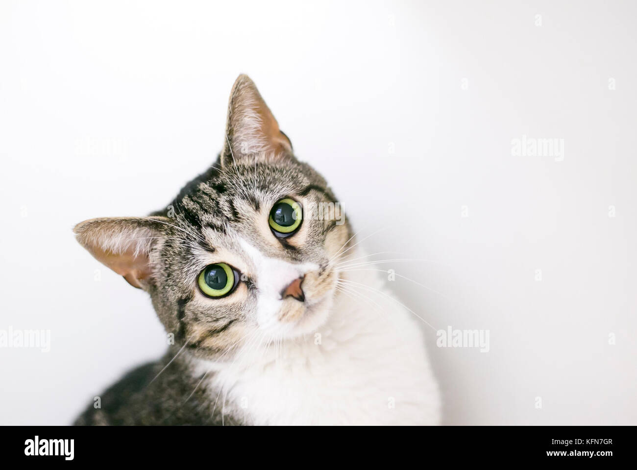A Brown Tabby And White Domestic Shorthair Cat With Dilated Pupils