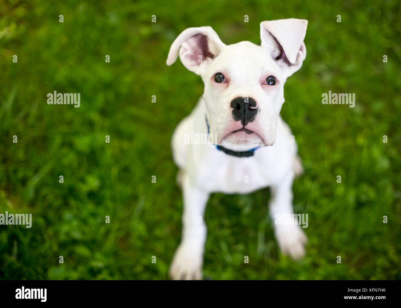 A white Great Dane puppy with large floppy ears Stock Photo Alamy