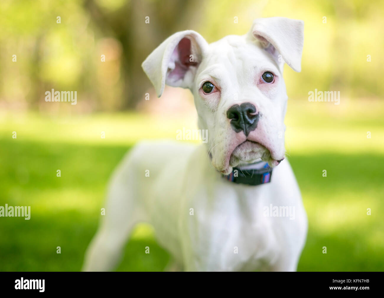 A white Great Dane puppy with large floppy ears Stock Photo