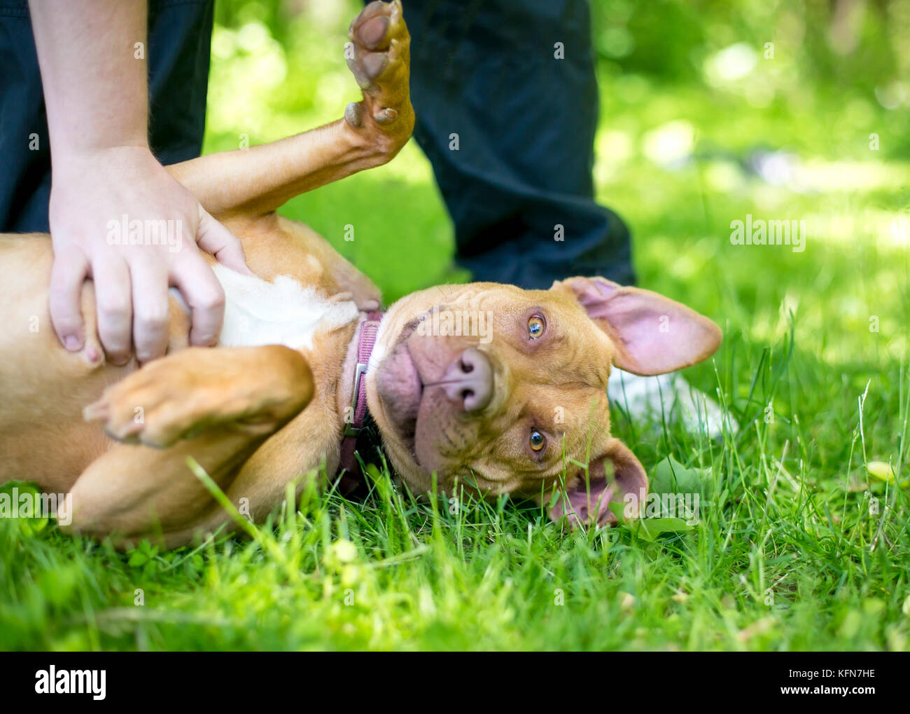 A Pit Bull Terrier mixed breed dog lying in the grass receiving a belly rub Stock Photo