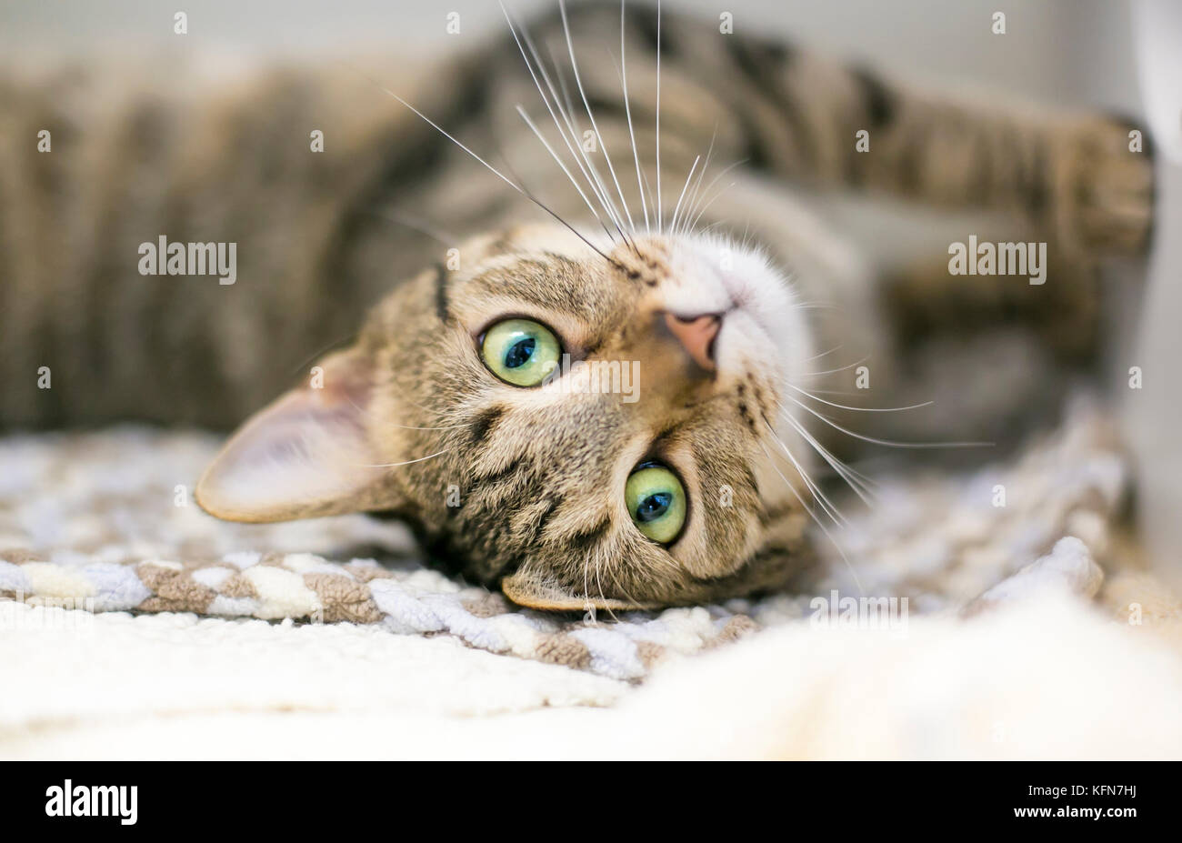 A domestic shorthair tabby cat lying upside down on a blanket Stock Photo