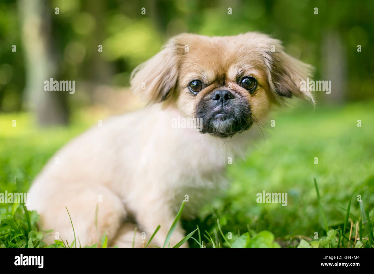 A cute Pekingese mixed breed puppy in the grass Photo - Alamy
