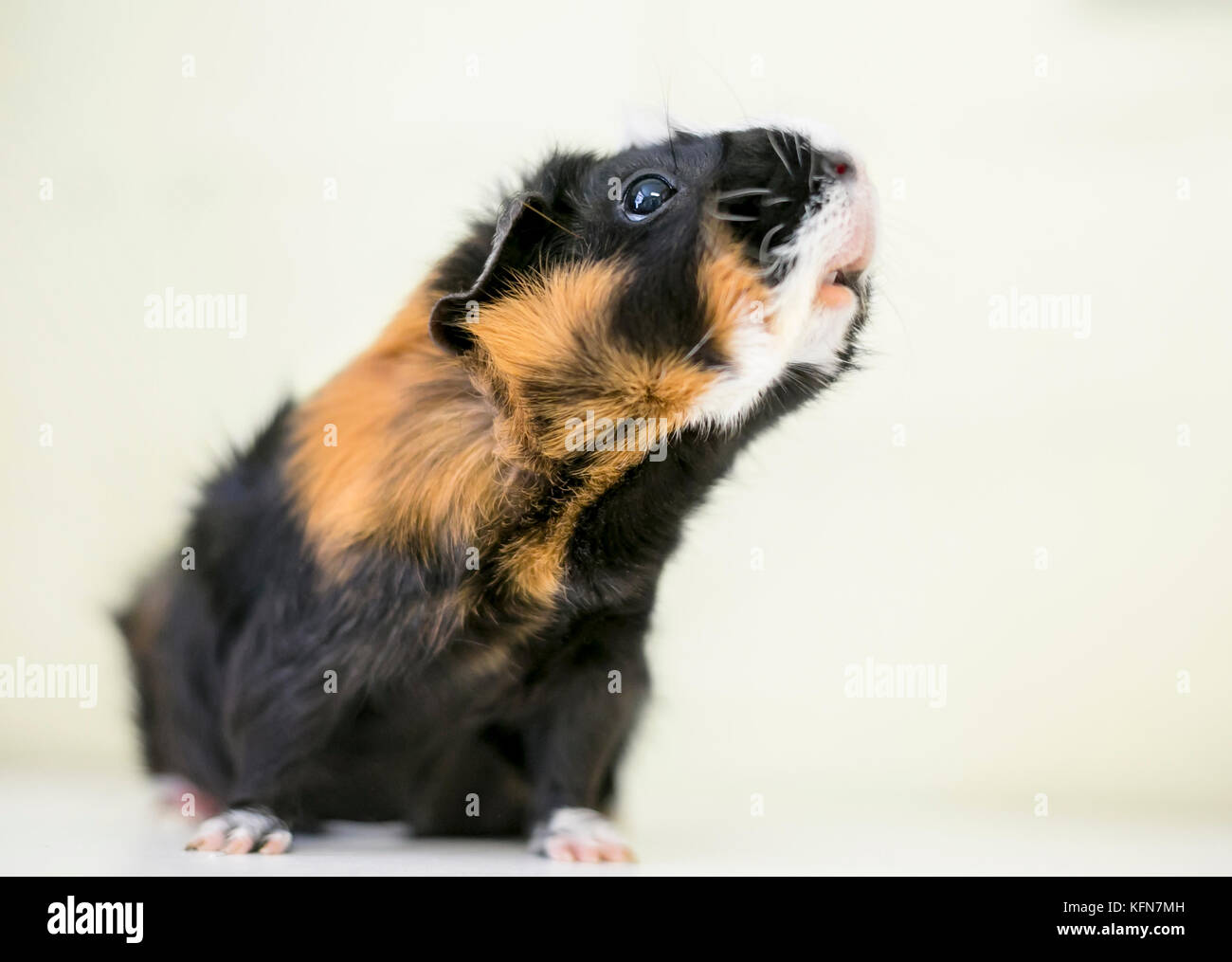 Portrait of a tricolor Abyssinian guinea pig Stock Photo