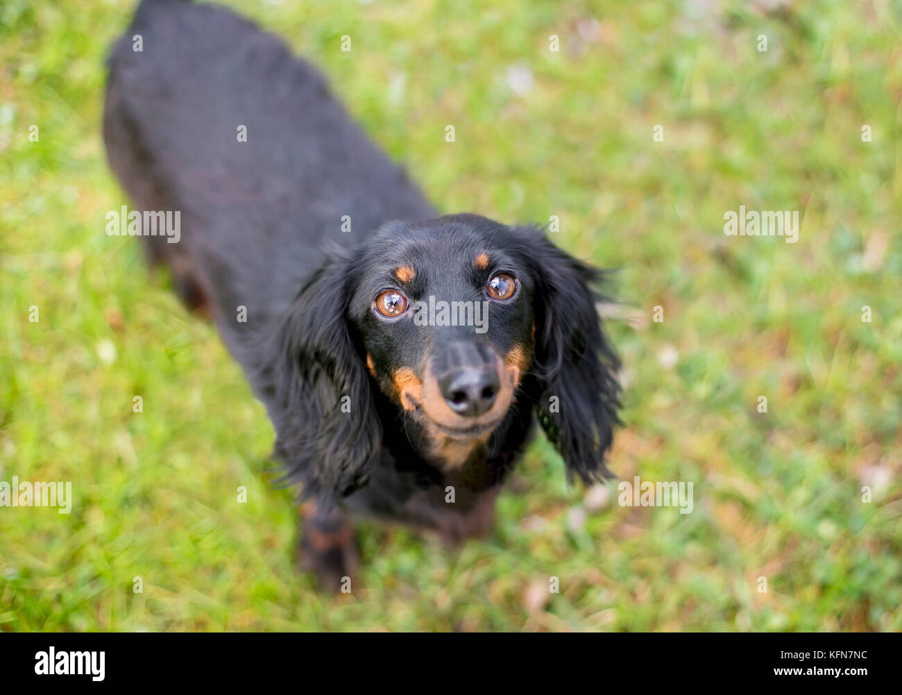 A black and red Long-haired Dachshund dog looking up Stock Photo - Alamy