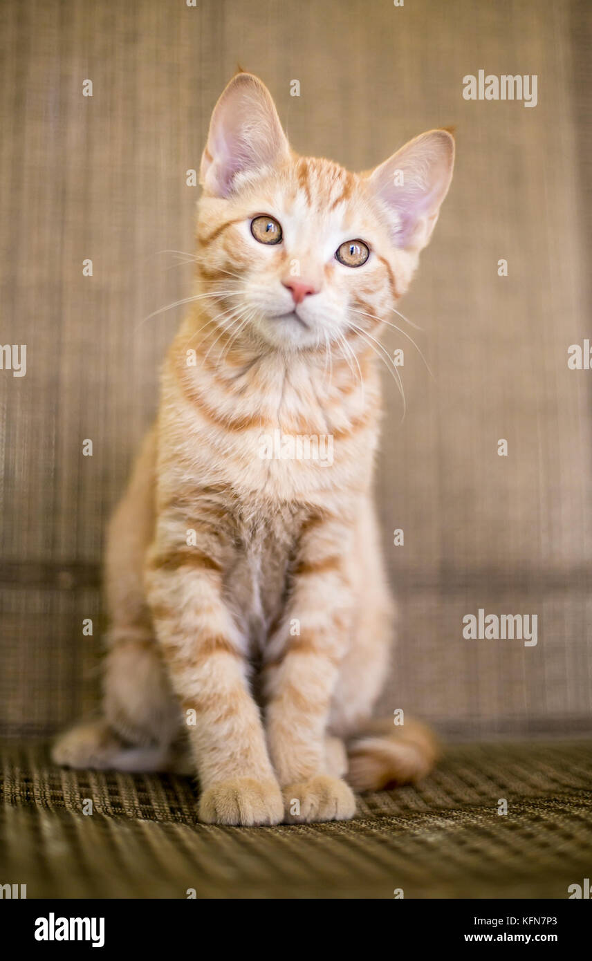 A cute orange tabby domestic shorthair kitten Stock Photo - Alamy
