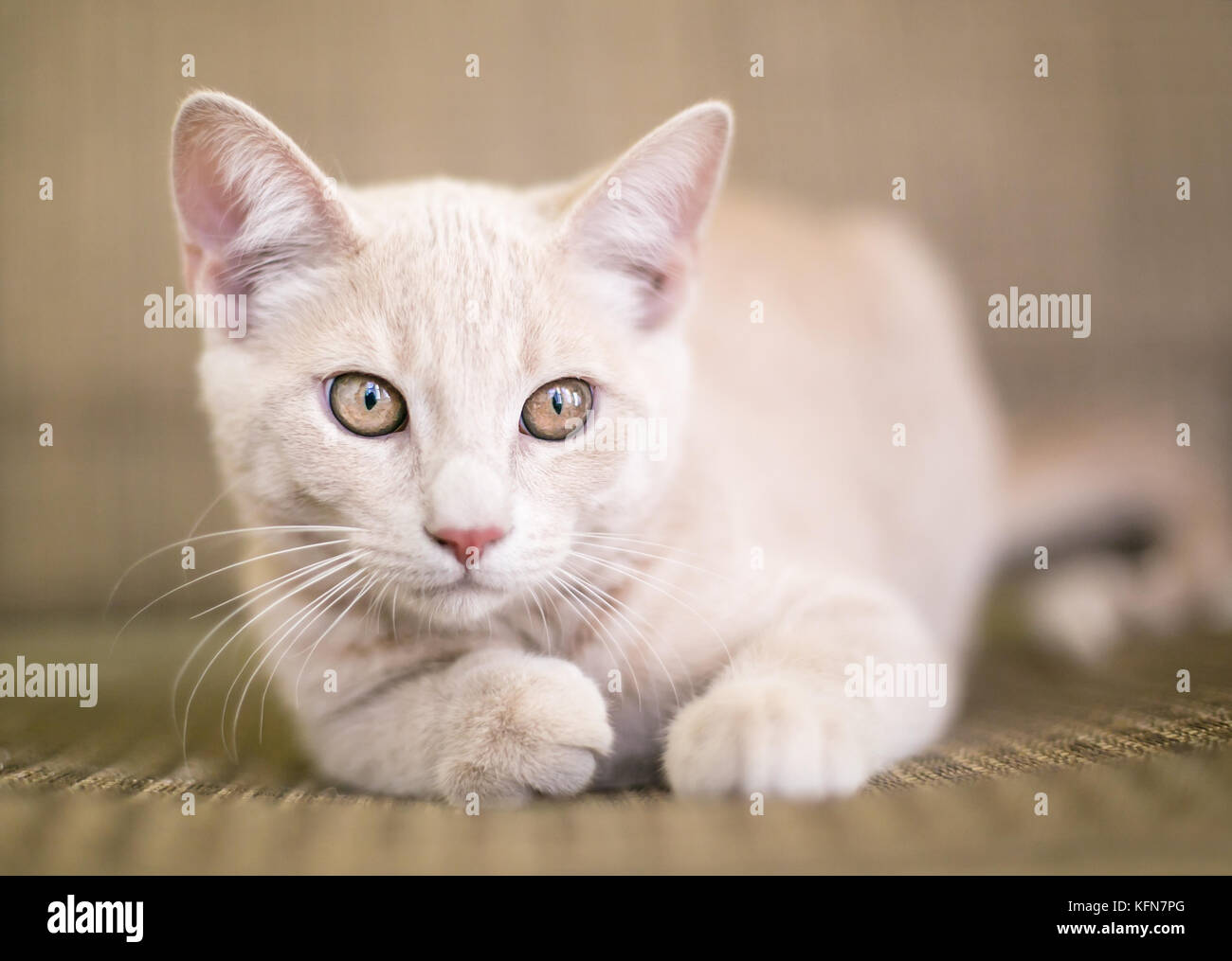 A cute buff tabby domestic shorthair kitten Stock Photo Alamy