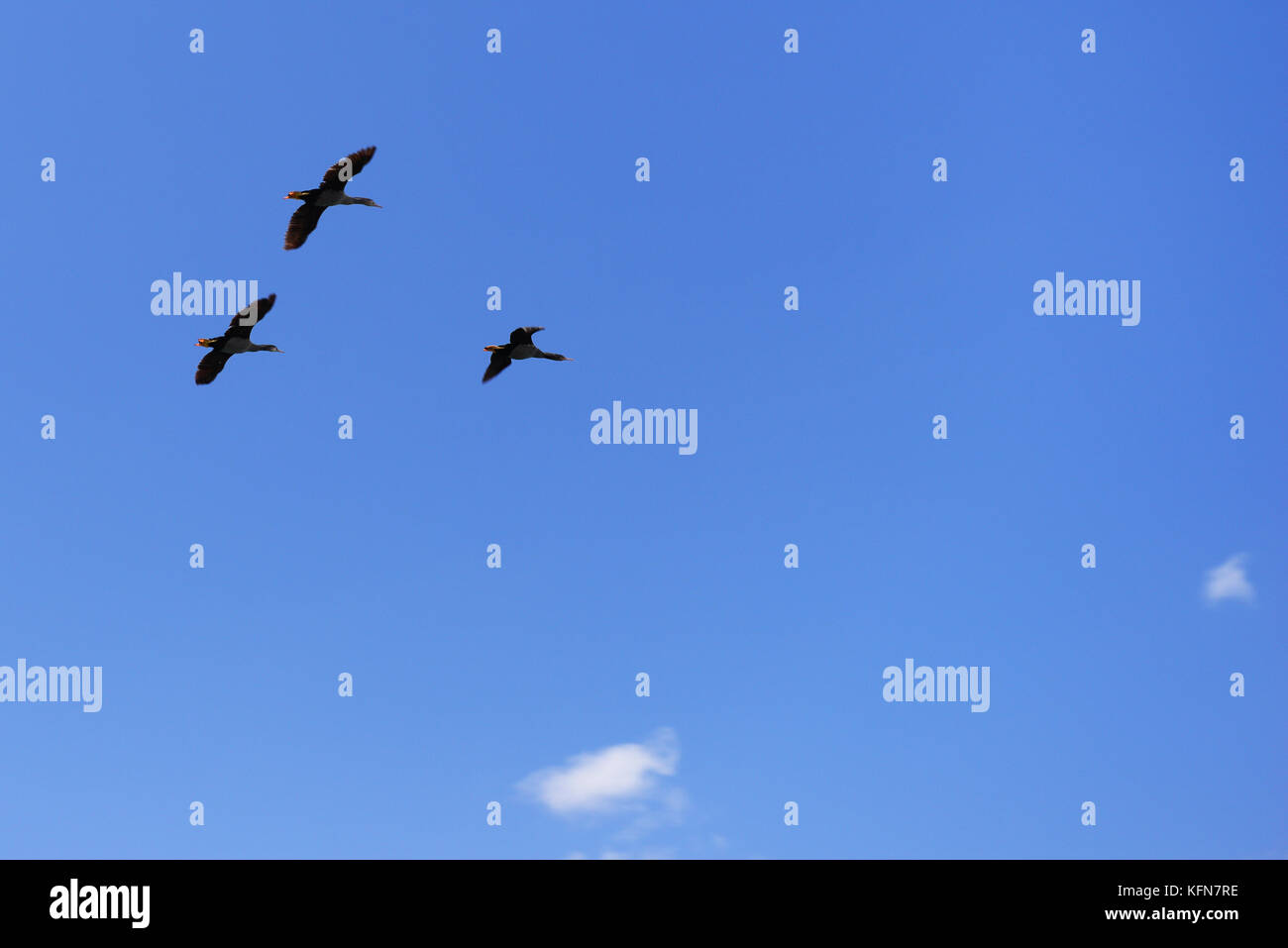 Auckland islands and albatross hi-res stock photography and images - Alamy