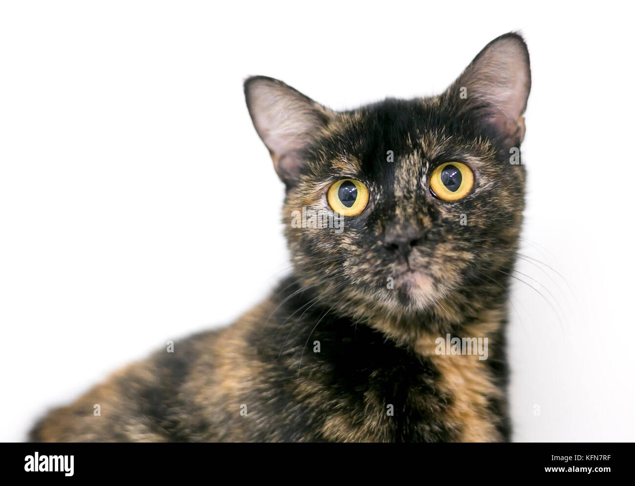 A tortoiseshell domestic shorthair cat with yellow eyes Stock Photo