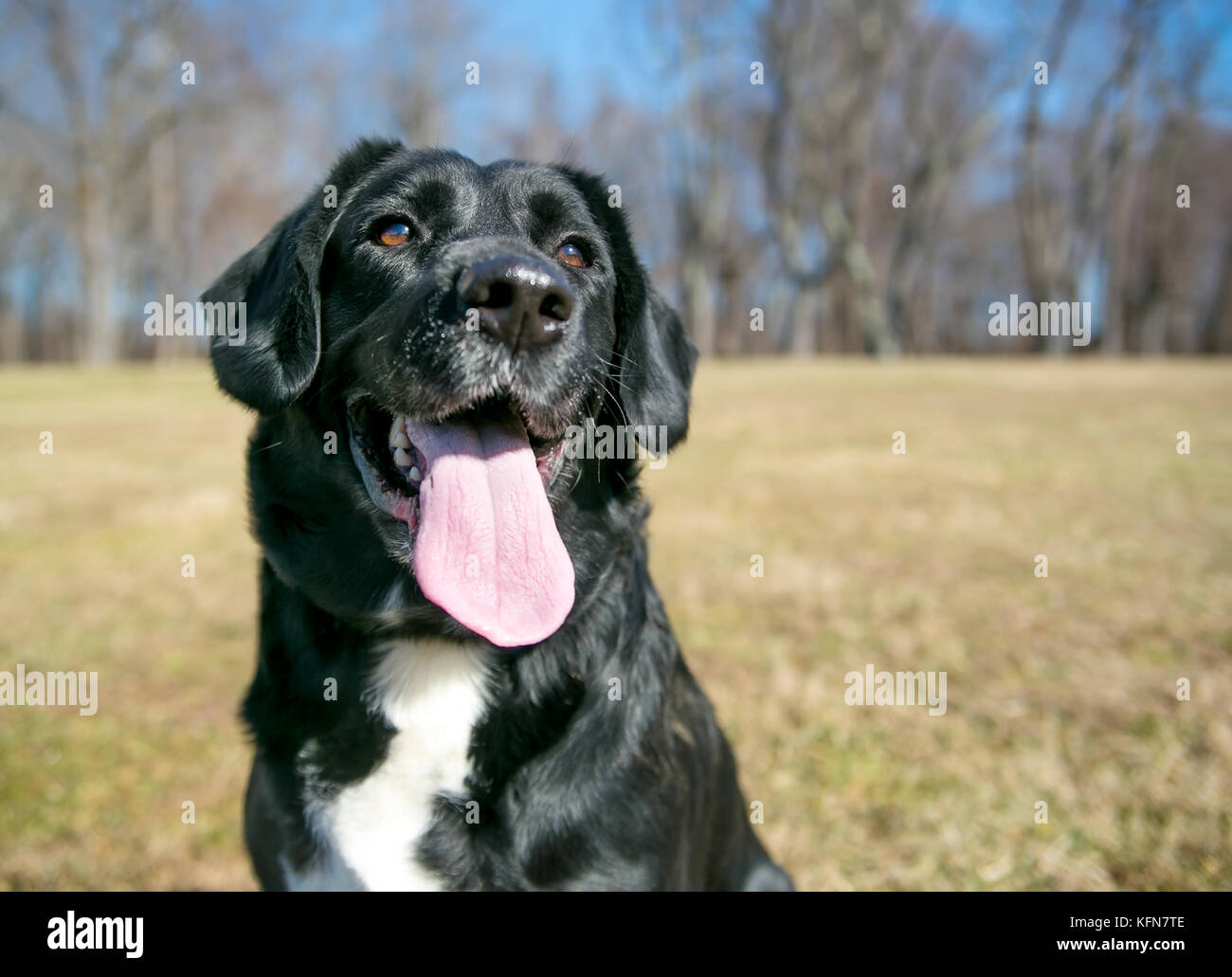 A black and white Labrador Retriever mixed breed dog outdoors Stock Photo