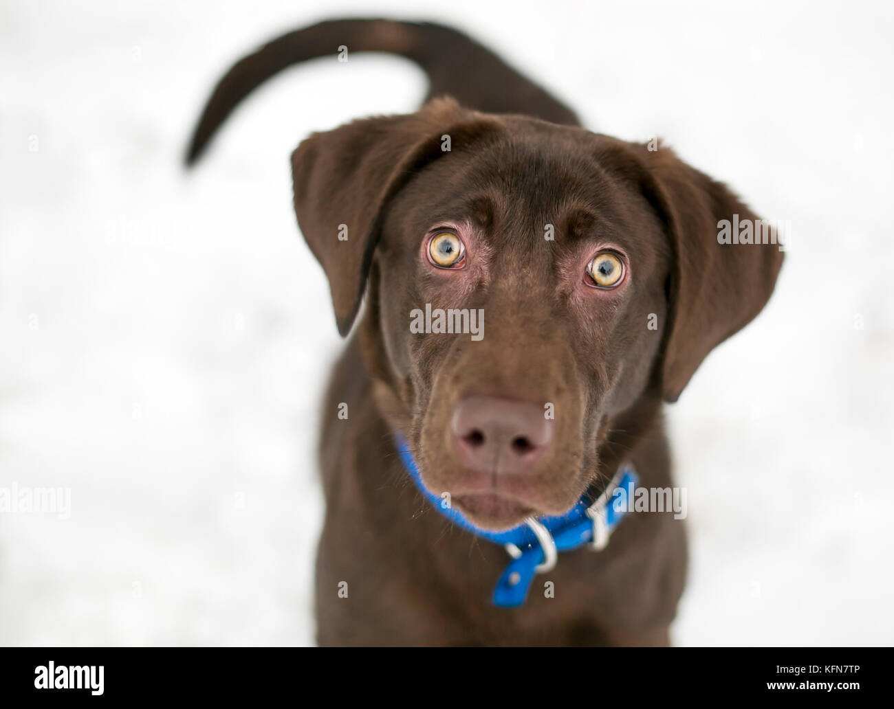 A Chocolate Labrador Retriever dog wearing a blue collar outdoors in the snow Stock Photo