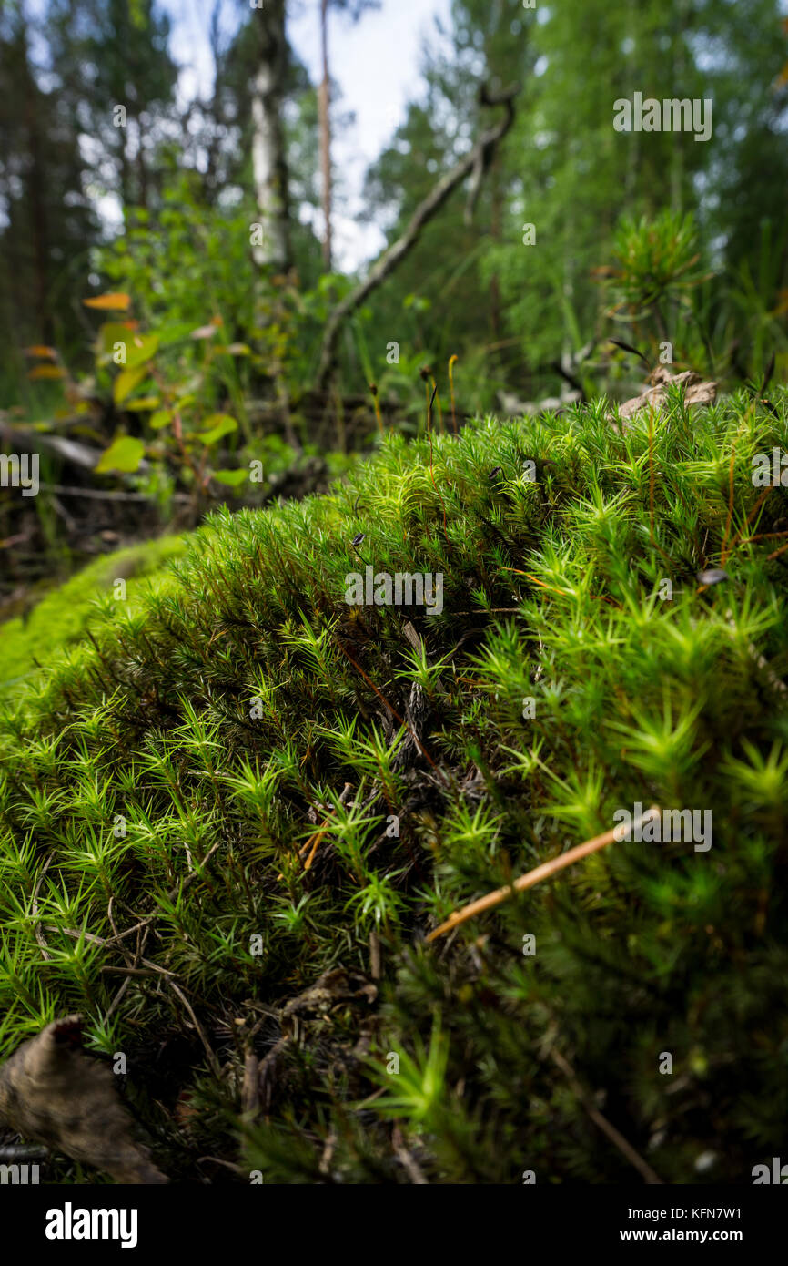 Forest moss after rain Stock Photo