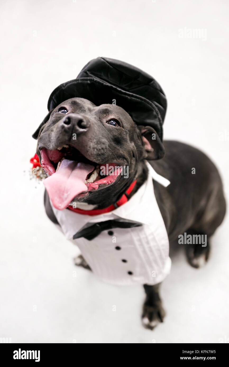 A happy Staffordshire Bull Terrier mixed breed dog in a tuxedo and top hat costume Stock Photo