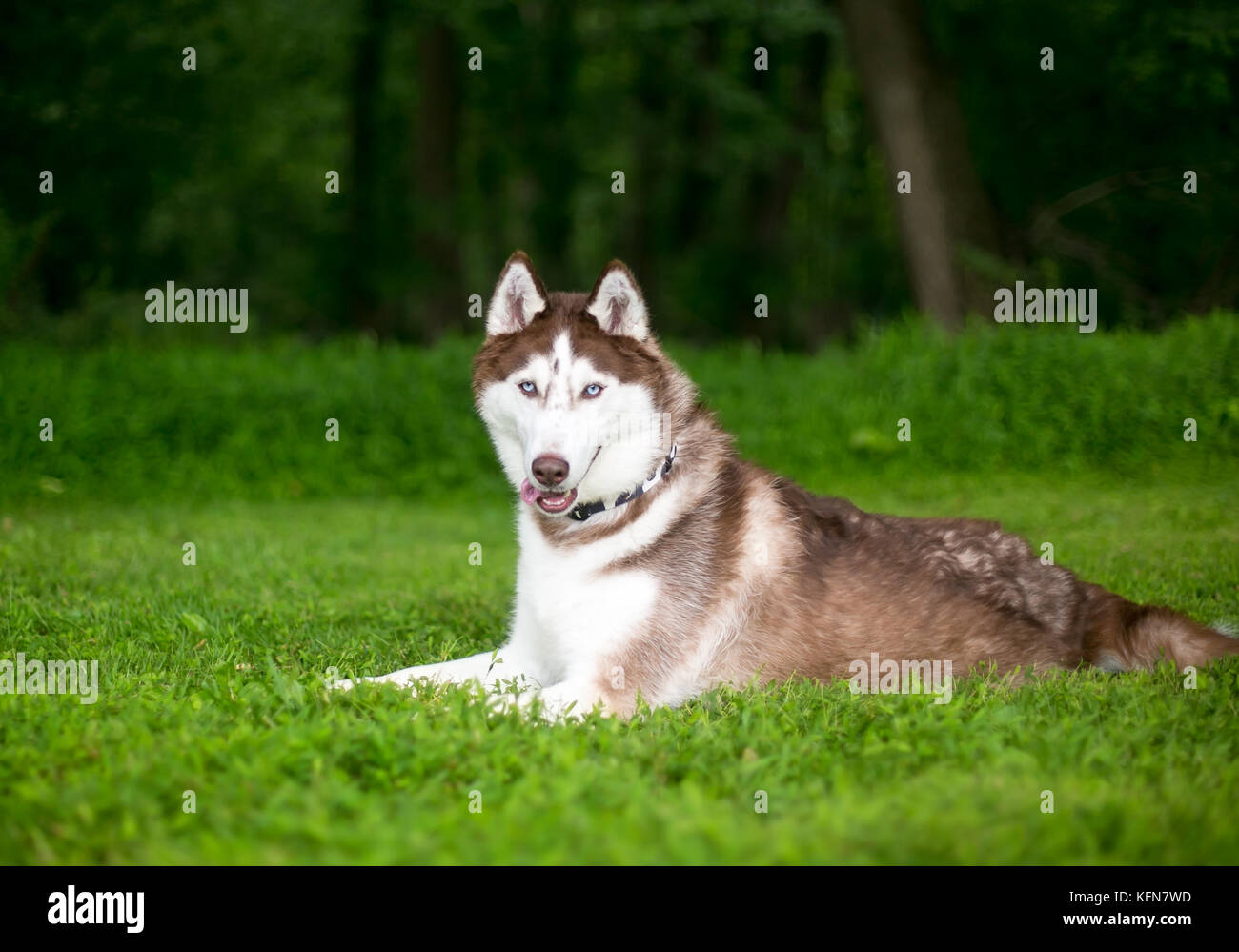 A Red Siberian Husky dog relaxing in the grass Stock Photo