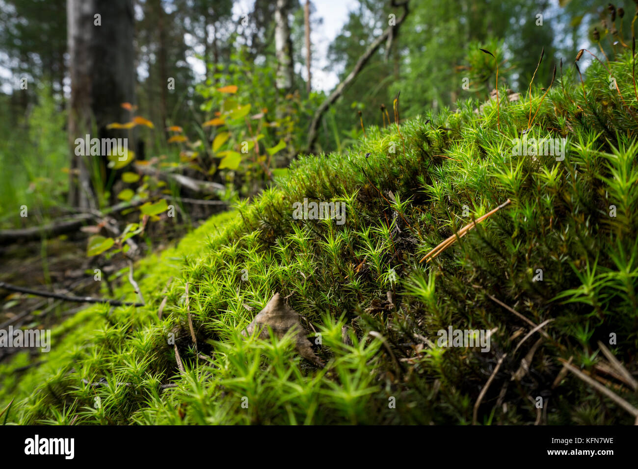 Forest moss after rain Stock Photo