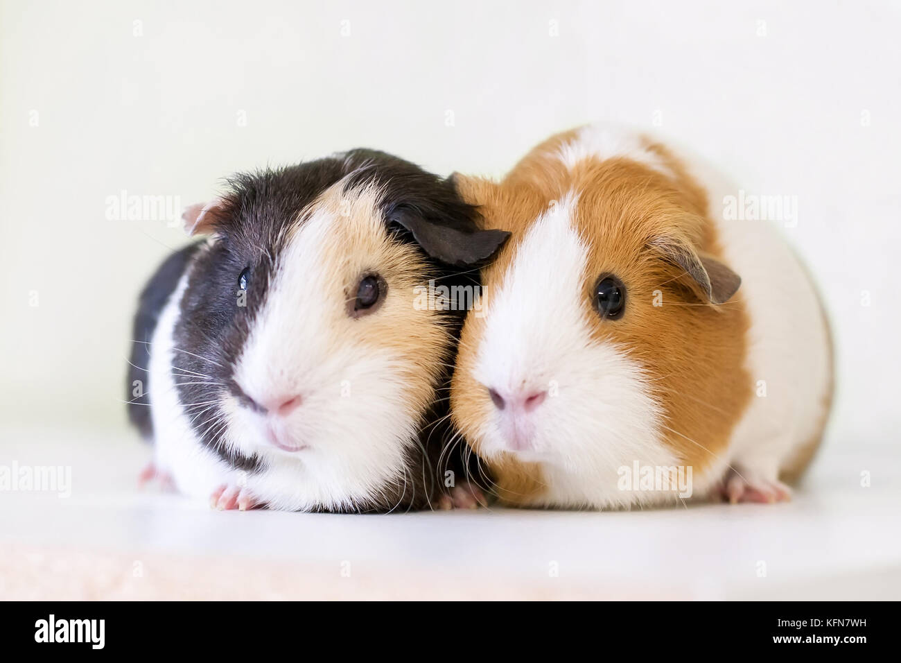 do guinea pigs need to be in pairs