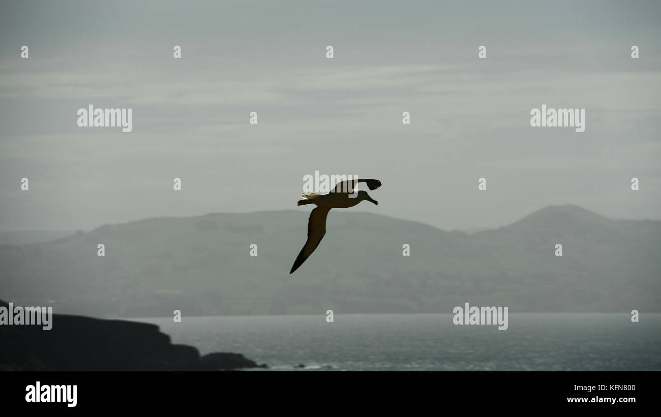 Auckland islands and albatross hi-res stock photography and images - Alamy