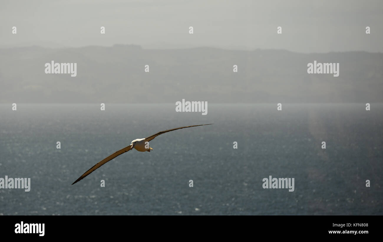 Auckland islands and albatross hi-res stock photography and images - Alamy