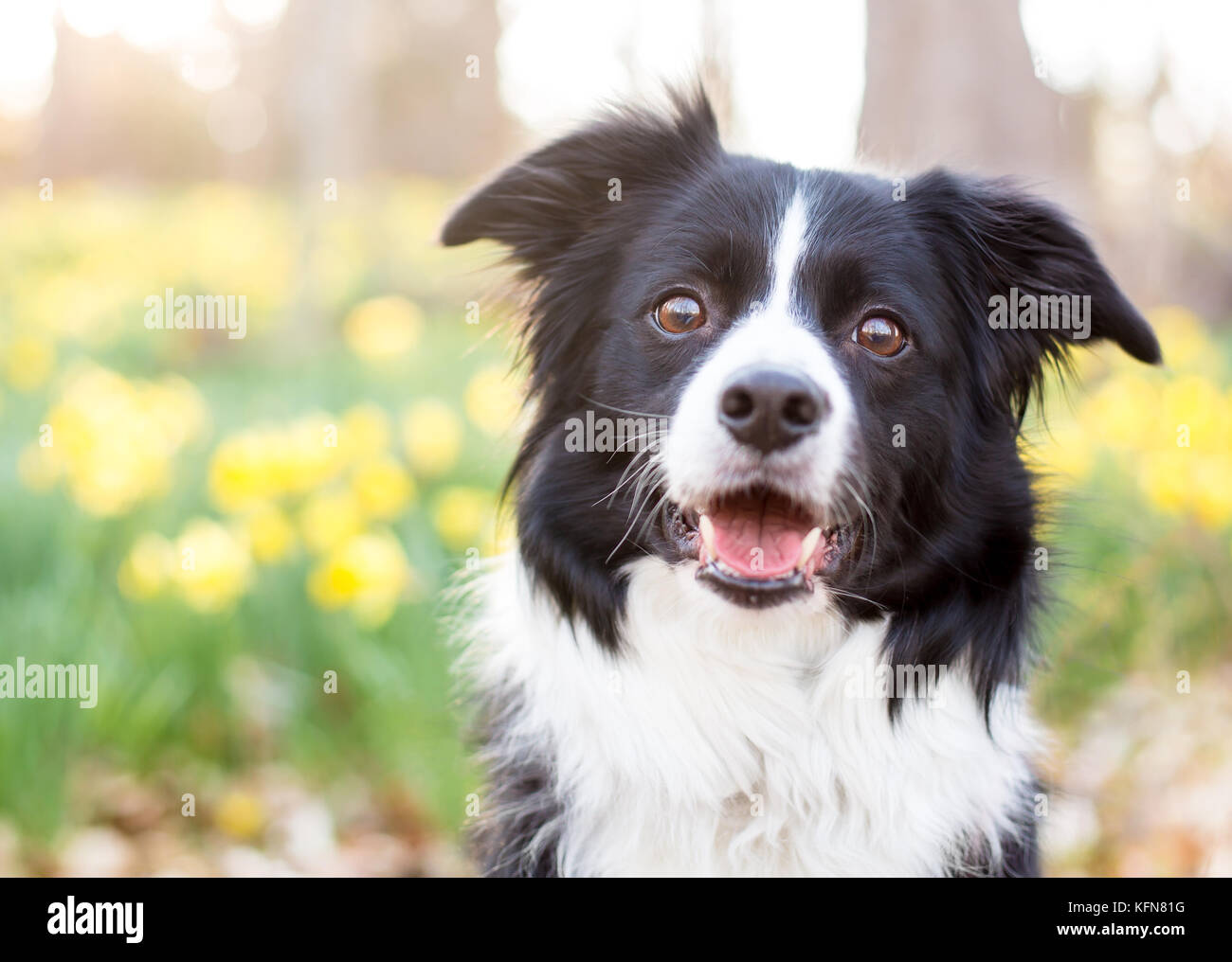 Border Collie dog outdoors with daffodils Stock Photo