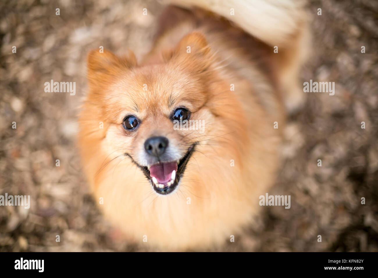 A red Pomeranian dog with a happy expression Stock Photo