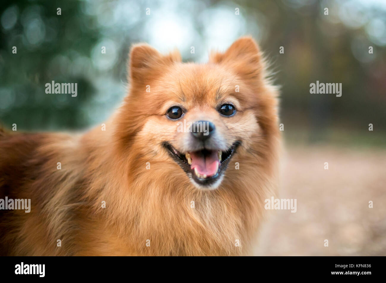 A red Pomeranian dog with a happy expression Stock Photo