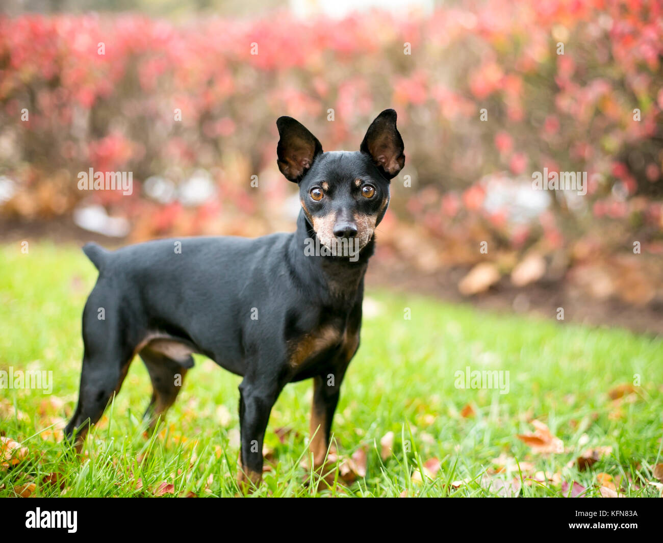 A black and red Miniature Pinscher dog with natural uncropped ears and a docked tail Stock Photo