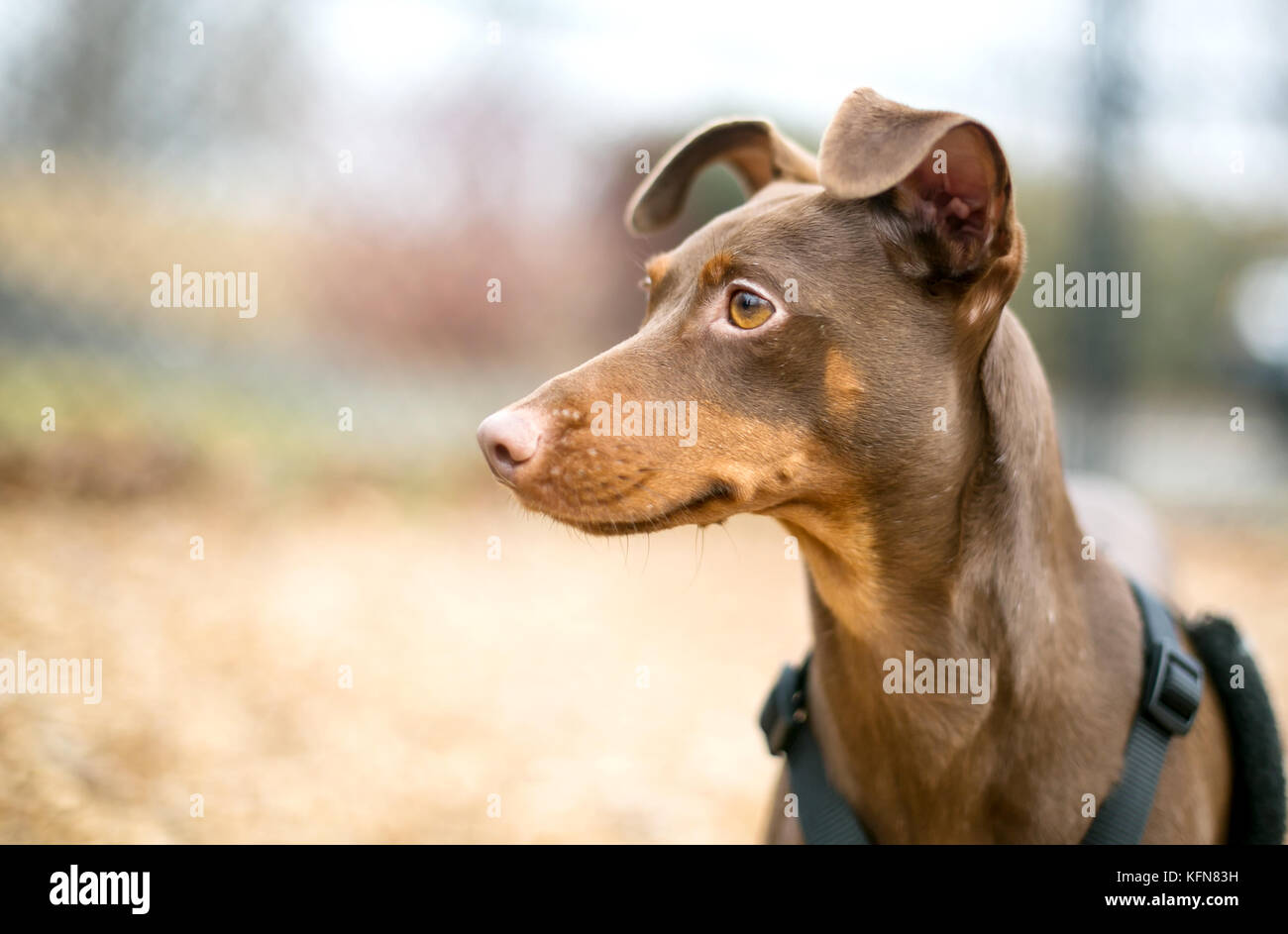 A chocolate and red Miniature Pinscher dog with natural uncropped ears Stock Photo