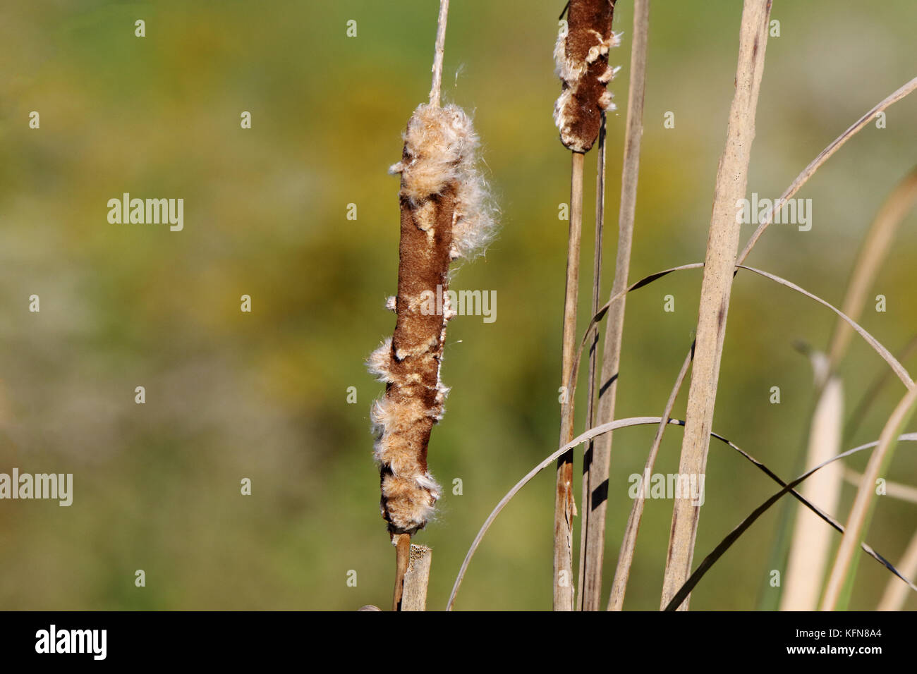Cattails closeup with green background in early autumn Stock Photo - Alamy