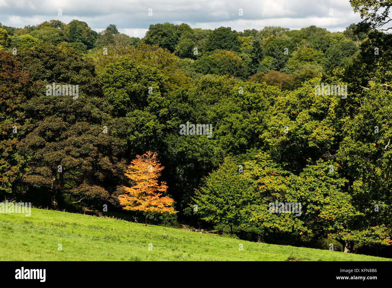 A small golden tree standing out from the crowd of more dominant green trees on the edge of a wood in the English countryside. Stock Photo