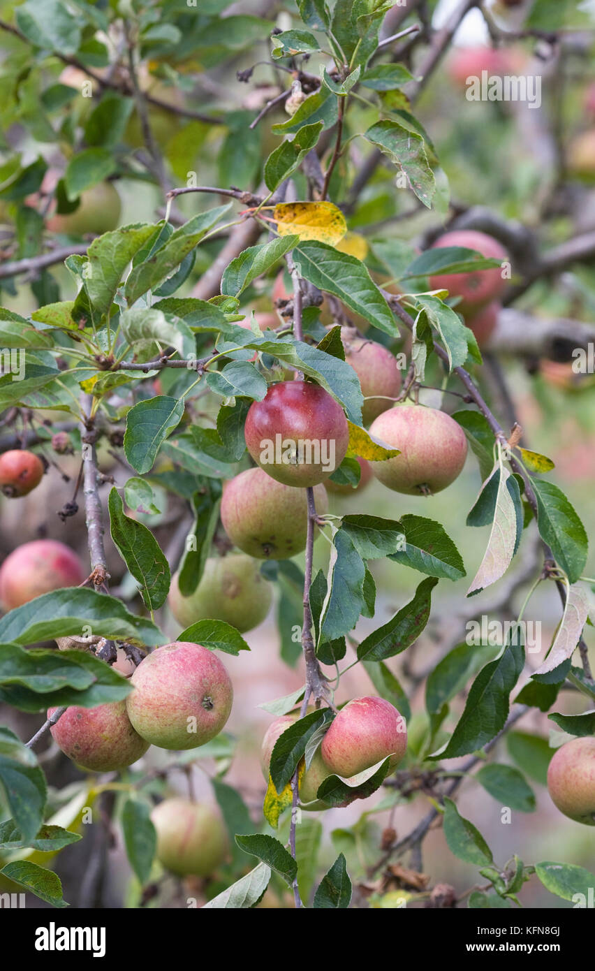 Malus domestica 'Laxton's Superb'. Apples growing on a tree. Stock Photo
