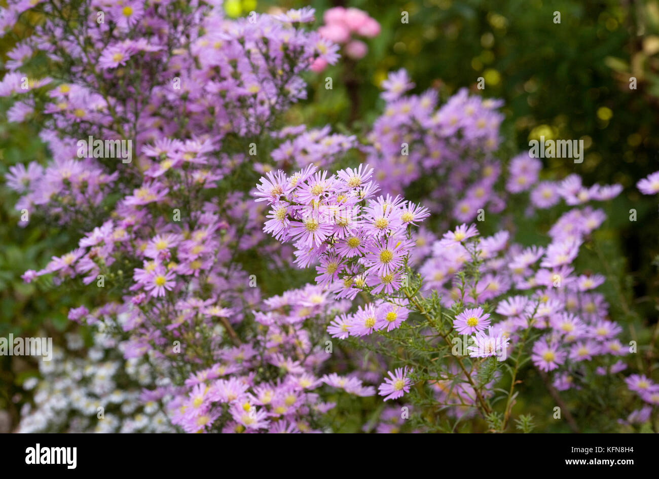 Symphyotrichum, Asters in the garden. Stock Photo
