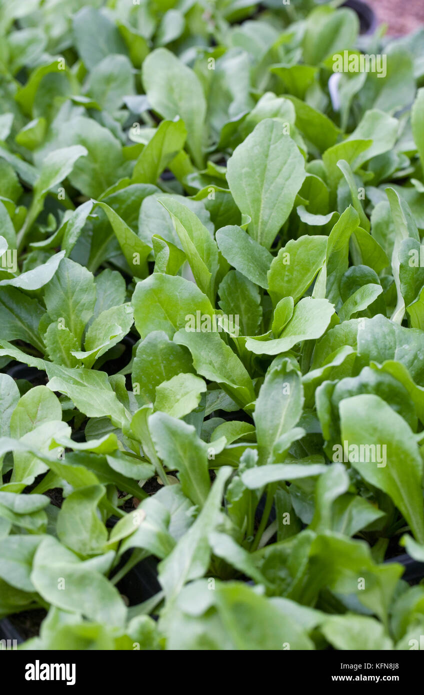 Bellis belissima. Young plants being cultivated in the greenhouse. Stock Photo