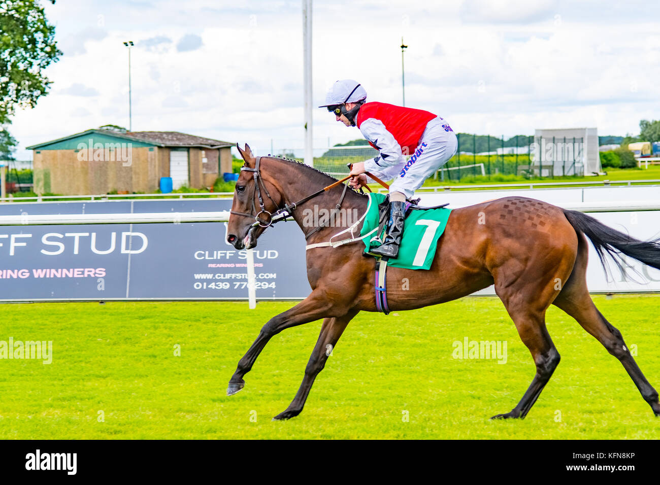 horses heading to start at thirsk horse racing yorkshire Stock Photo