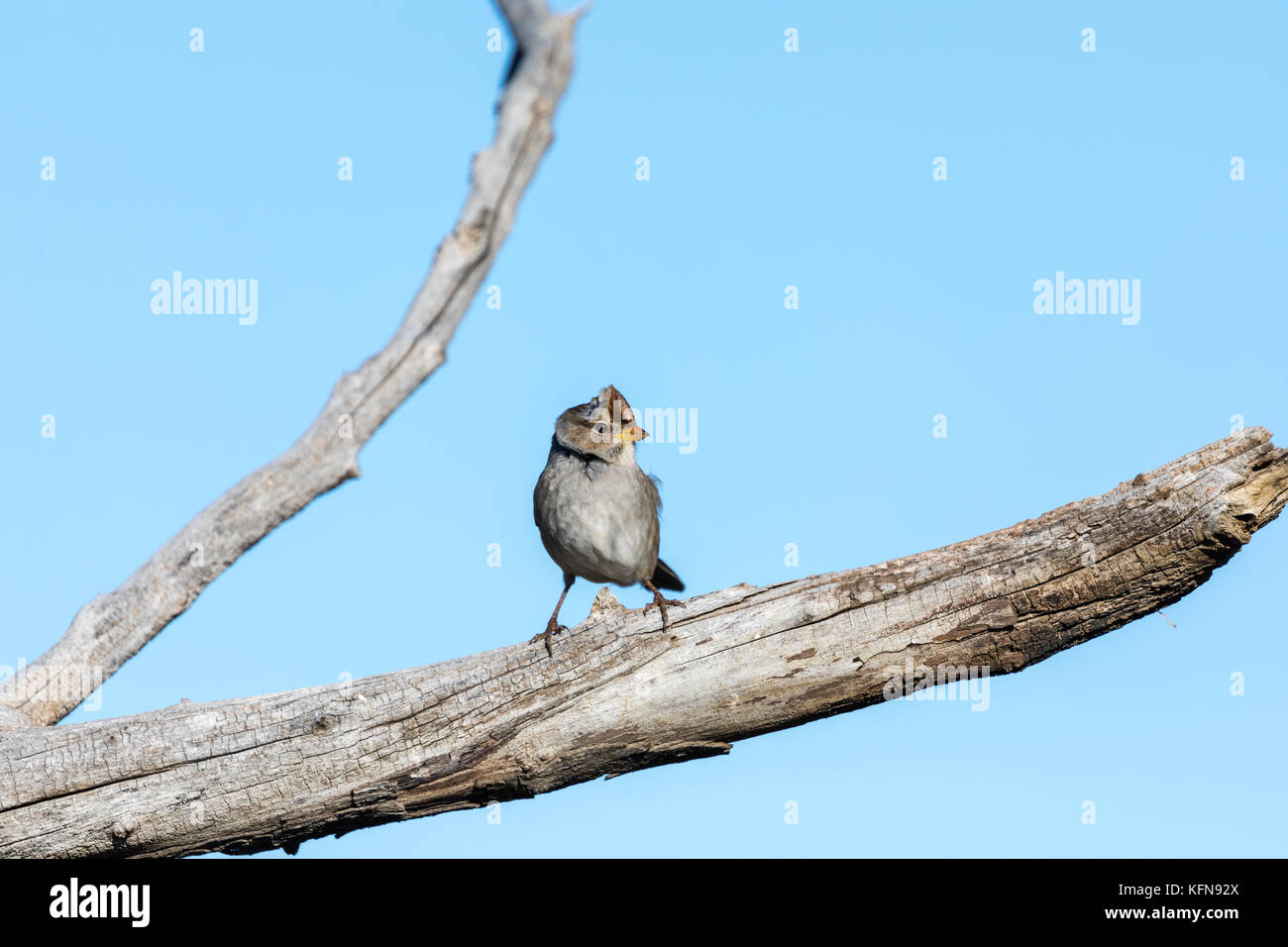 immature white-crowned sparrow (Zonotrichia leucophrys), South Dakota, USA Stock Photo