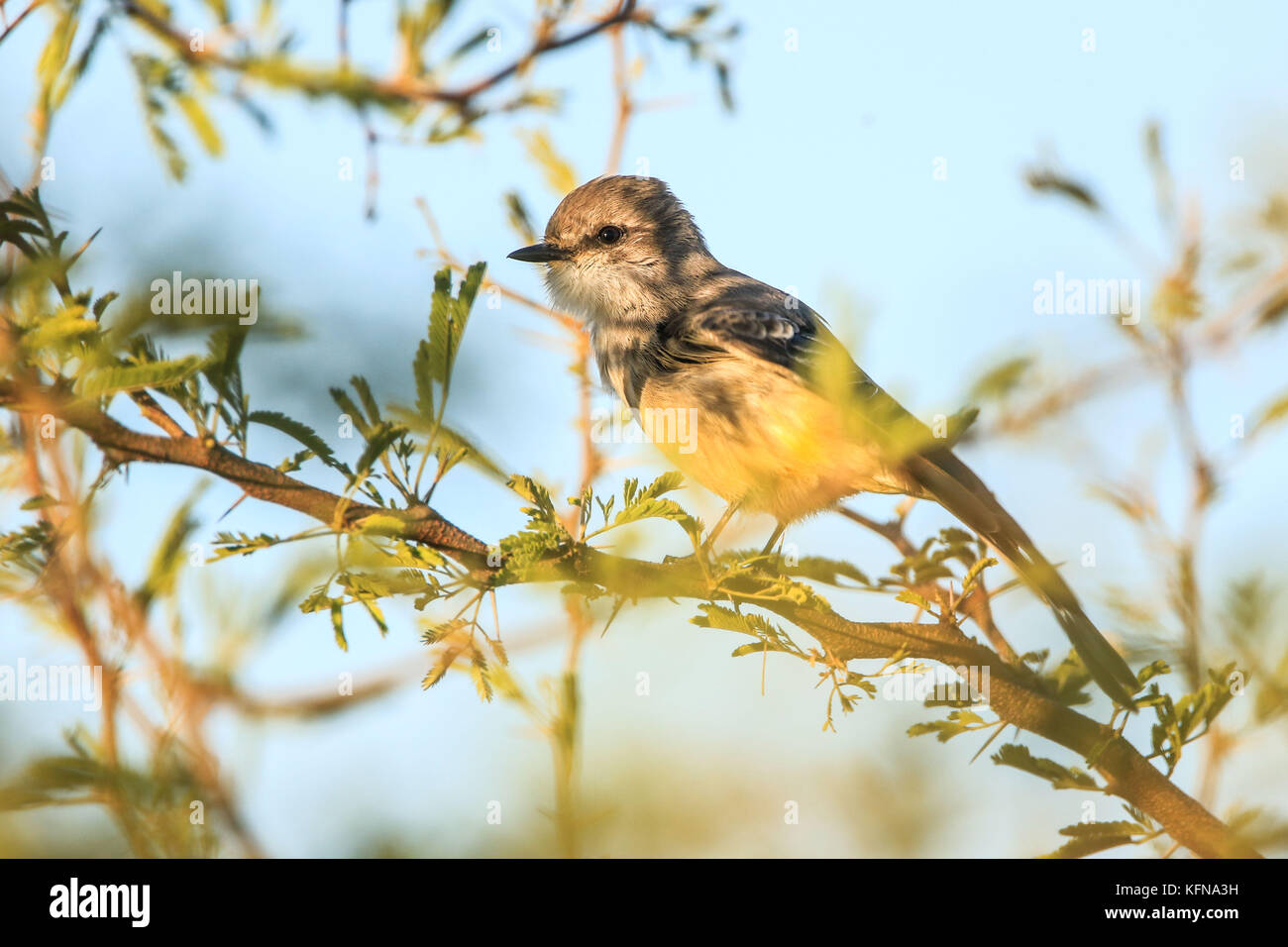 Aves en la Presa Stock Photo Alamy