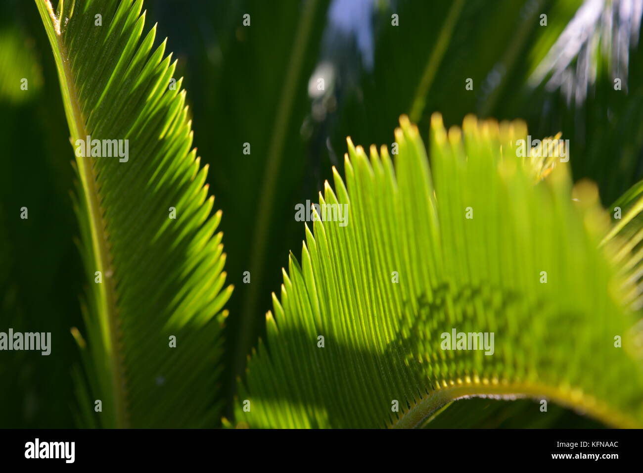 Cycad, Japanese Sago palm, Cycas revoluta Stock Photo