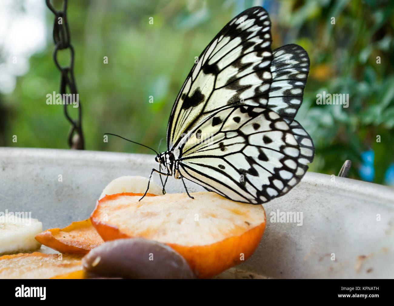 white Tree Nymph butterfly feeding on apple in captivity. Stock Photo