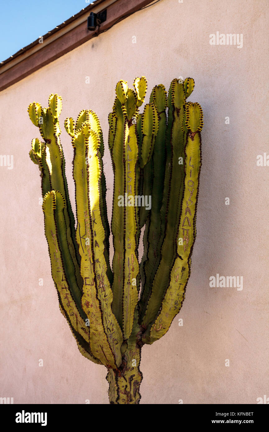 Tall Euphorbia ingens cactus called the candelabra tree grows despite