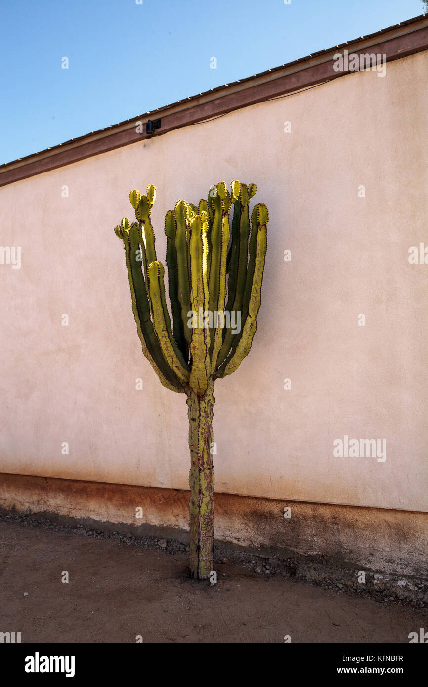 Tall Euphorbia ingens cactus called the candelabra tree grows despite
