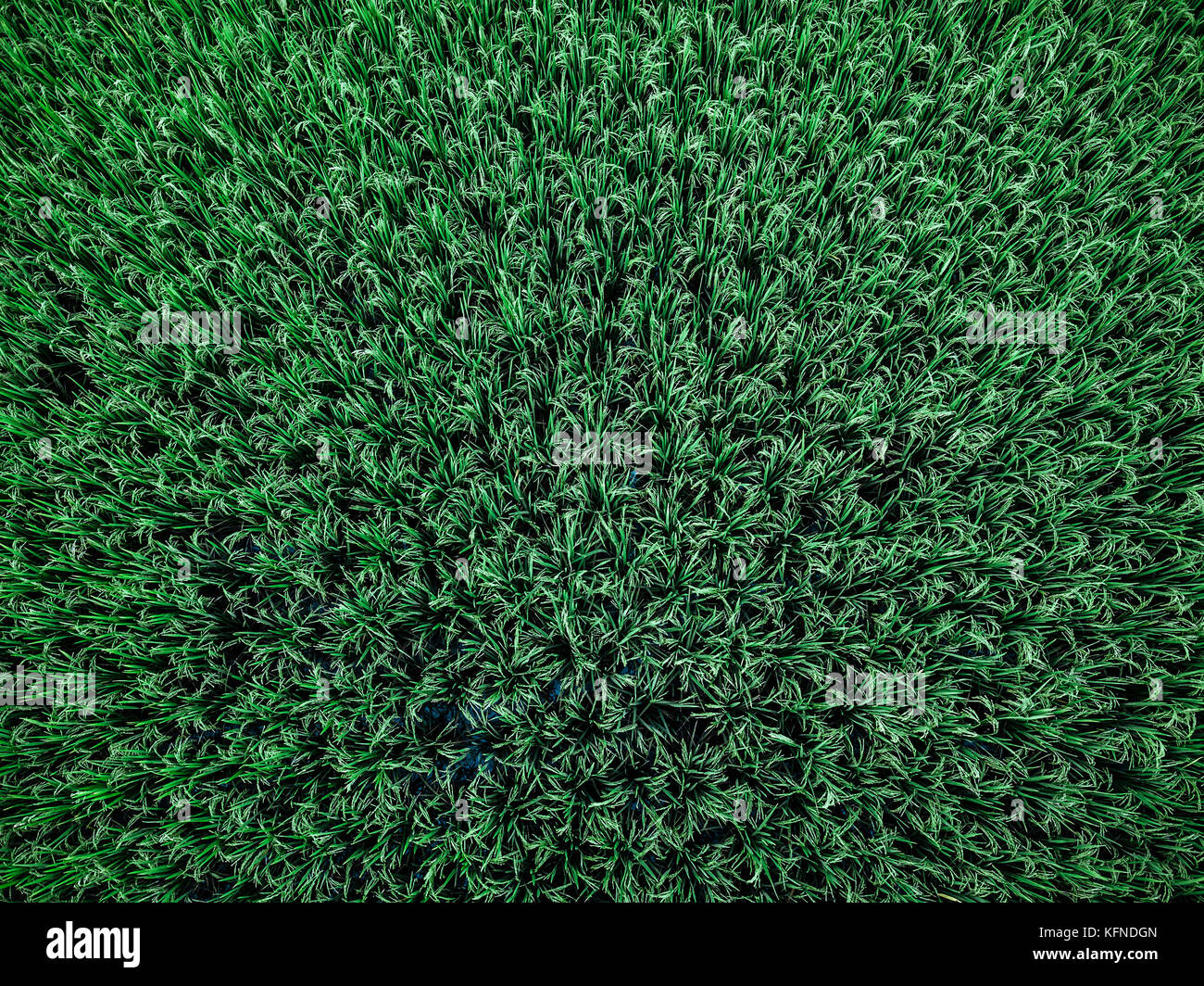 Drone photograph of rice field, bird's eye perspective Stock Photo - Alamy
