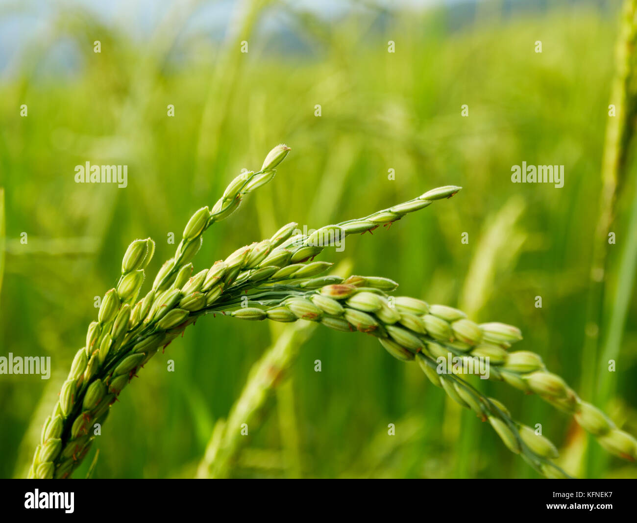 Rice Kernel From Rice terrace in Thailand Stock Photo Alamy
