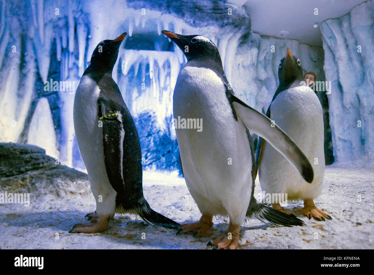 Eight Gentoo penguins arriving at the SEA LIFE London Aquarium from SEA
