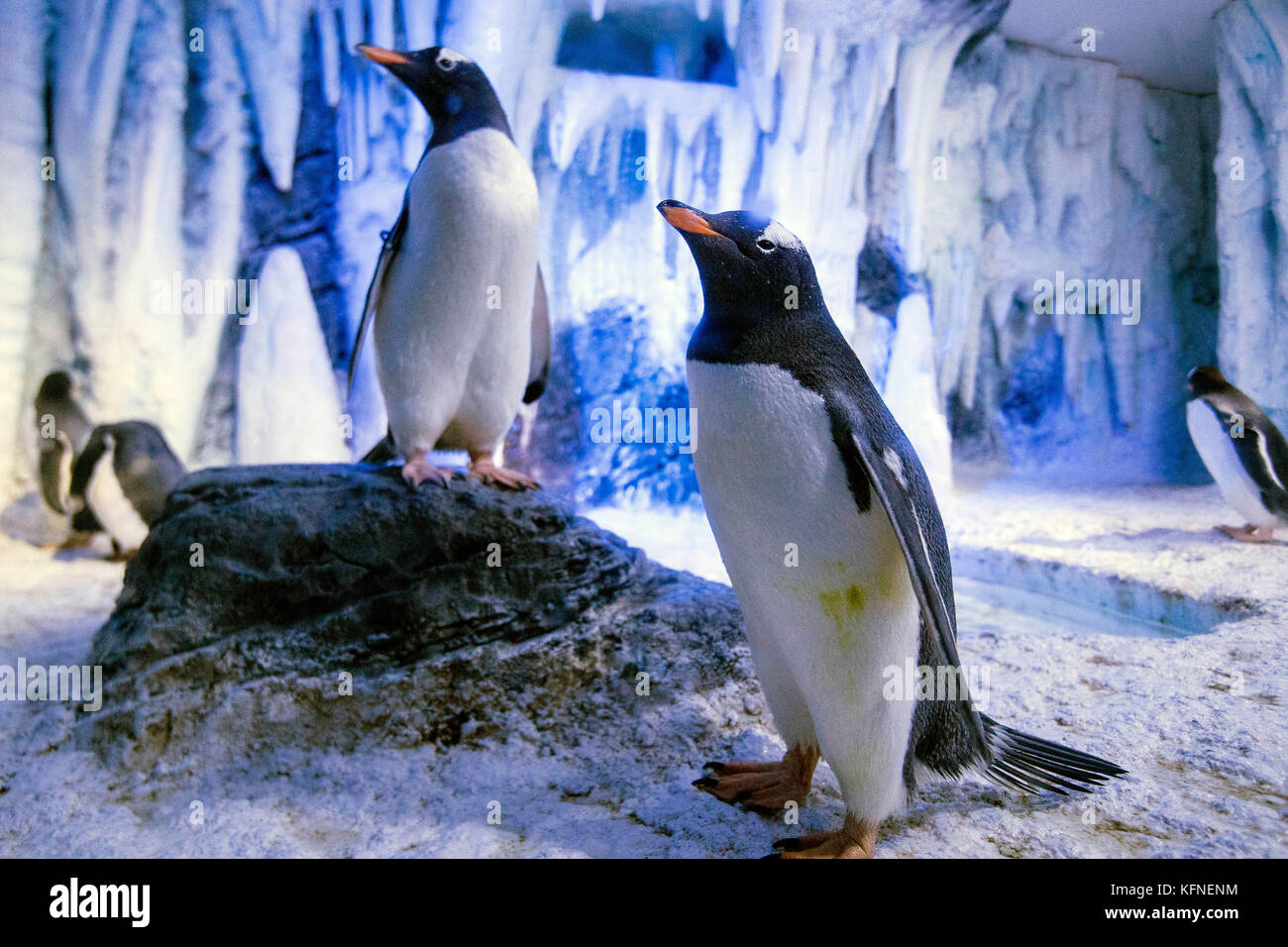 Eight Gentoo penguins arriving at the SEA LIFE London Aquarium from SEA