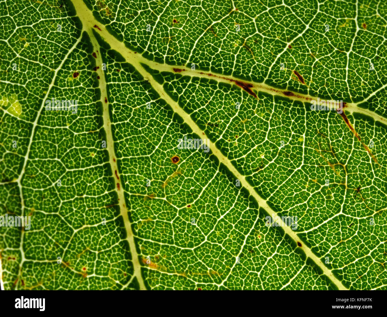 White oak (Quercus alba) leaf close-up Stock Photo