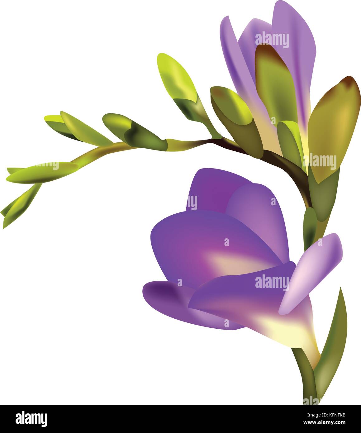 Flower Freesia vector illustration Stock Vector