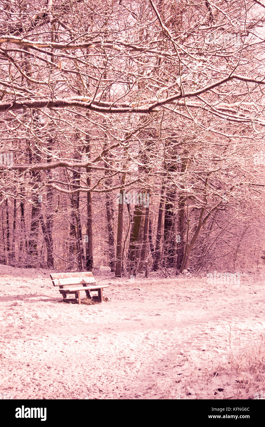 Snowy bench in a forest, winter scene Stock Photo