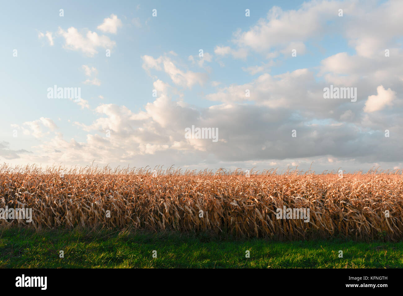 Ripe corn on a rural field Stock Photo