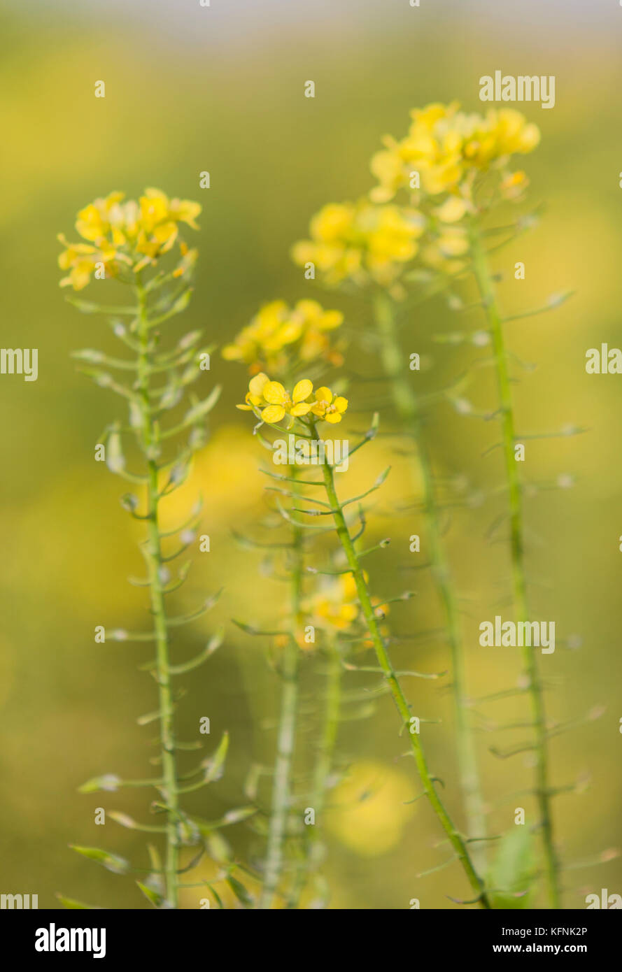 mustard seed flower field and blue sky in dutch polder flevoland Stock Photo